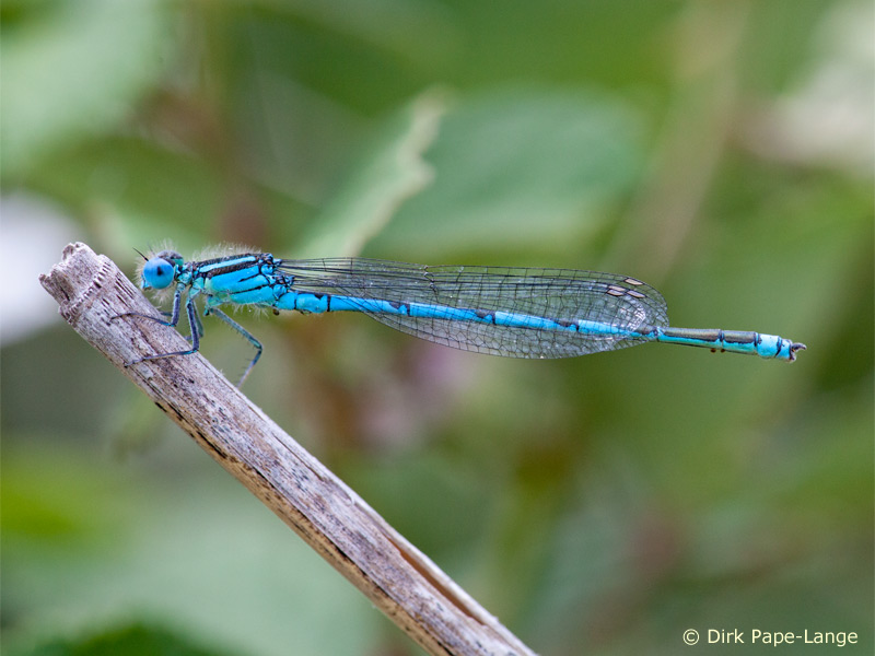 Erythromma lindenii - mâle